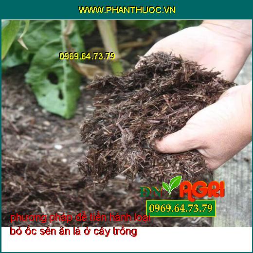 6 phương pháp để tiến hành loại bỏ ốc sên ăn lá ở cây trồng trong sân vườn nhà