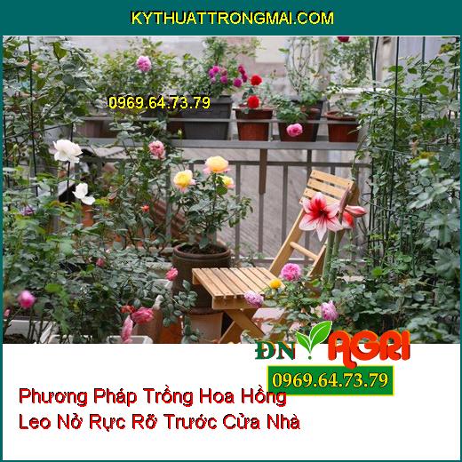 Phương Pháp Trồng Hoa Hồng Leo Nở Rực Rỡ Trước Cửa Nhà