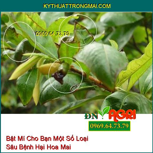 Bật Mí Cho Bạn Một Số Loại Sâu Bệnh Hại Hoa Mai