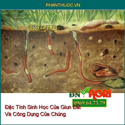 Đặc Tính Sinh Học Của Giun Đất Và Công Dụng Của Chúng