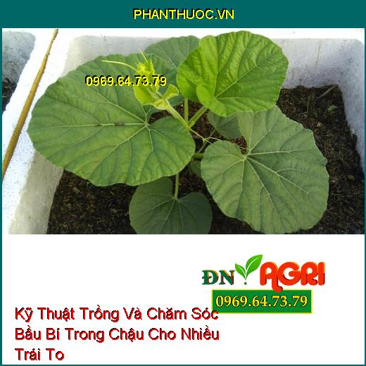 Kỹ Thuật Trồng Và Chăm Sóc Bầu Bí Trong Chậu Cho Nhiều Trái To