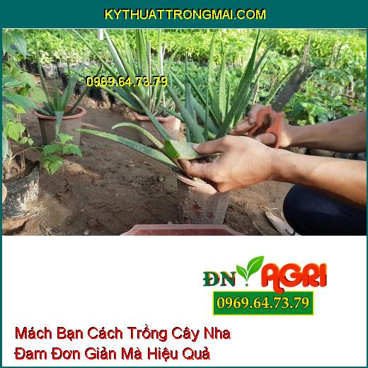 Mách Bạn Cách Trồng Cây Nha Đam Đơn Giản Mà Hiệu Quả