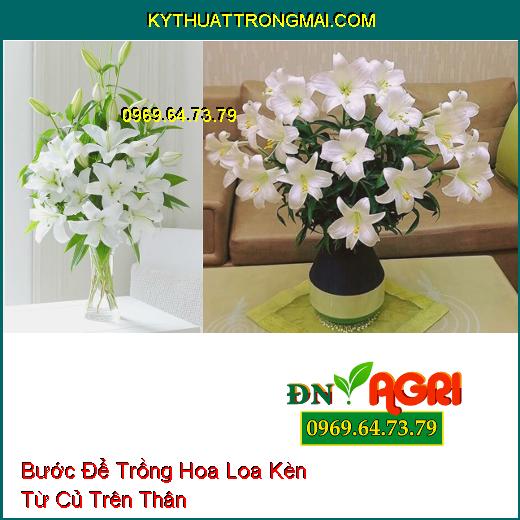 Bước Để Trồng Hoa Loa Kèn Từ Củ Trên Thân