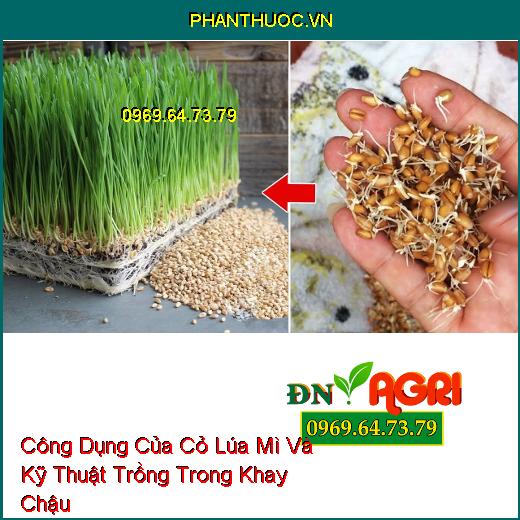 Công Dụng Của Cỏ Lúa Mì Và Kỹ Thuật Trồng Trong Khay Chậu