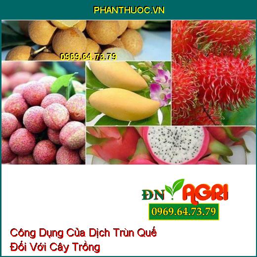 Công Dụng Của Dịch Trùn Quế Đối Với Cây Trồng