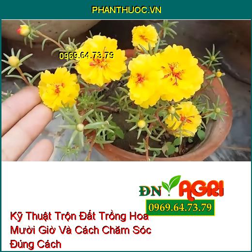 Kỹ Thuật Trộn Đất Trồng Hoa Mười Giờ Và Cách Chăm Sóc Đúng Cách Cho Hoa Nở Đẹp