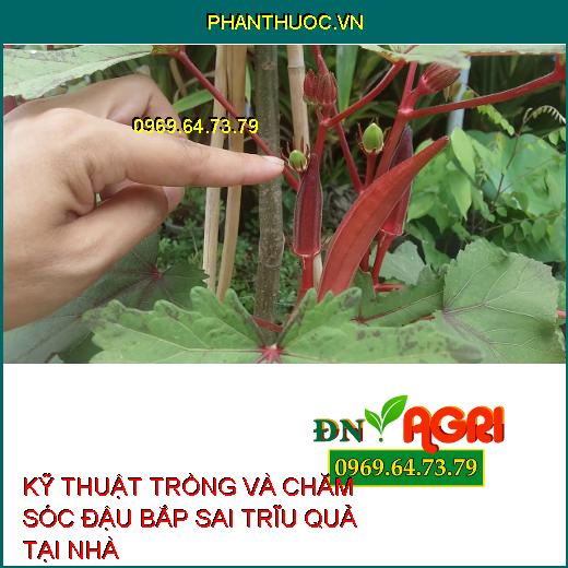 KỸ THUẬT TRỒNG VÀ CHĂM SÓC ĐẬU BẮP SAI TRĨU QUẢ TẠI NHÀ