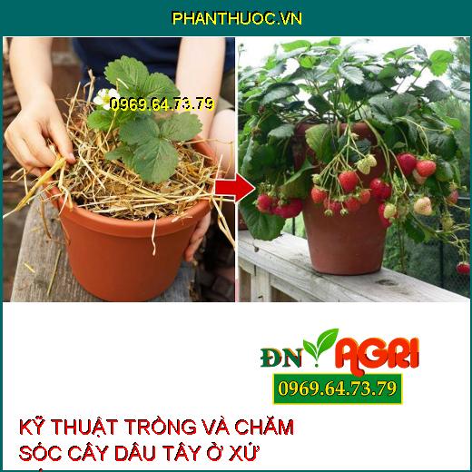 KỸ THUẬT TRỒNG VÀ CHĂM SÓC CÂY DÂU TÂY Ở XỨ NÓNG