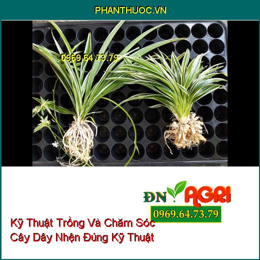 Kỹ Thuật Trồng Và Chăm Sóc Cây Dây Nhện Đúng Kỹ Thuật