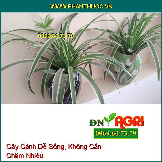 3 Loại Cây Cảnh Dễ Sống, Không Cần Chăm Nhiều