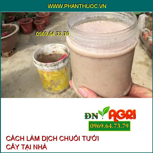 3 bước làm dịch chuối tưới cây đơn giản, dễ thực hiện tại nhà