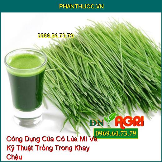 Công Dụng Của Cỏ Lúa Mì Và Kỹ Thuật Trồng Trong Khay Chậu