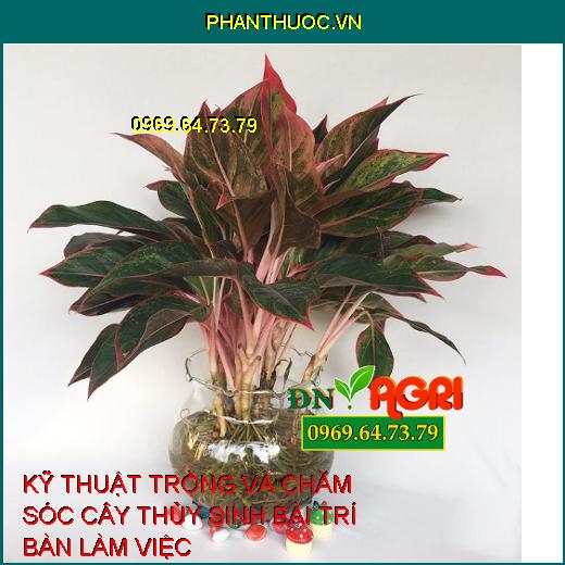 KỸ THUẬT TRỒNG VÀ CHĂM SÓC CÂY THỦY SINH BÀI TRÍ BÀN LÀM VIỆC