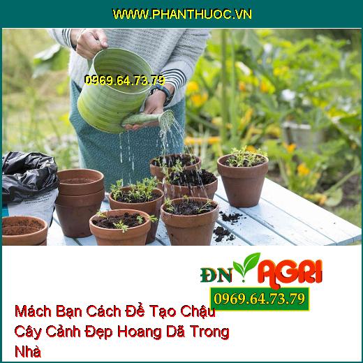 Mách Bạn Cách Để Tạo Chậu Cây Cảnh Đẹp Hoang Dã Trong Nhà