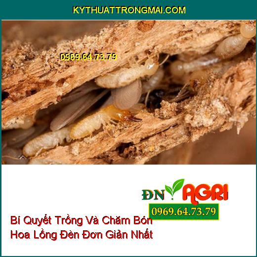 Bí Quyết Trồng Và Chăm Bón Hoa Lồng Đèn Đơn Giản Nhất