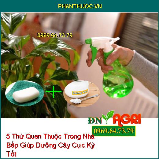 5 Thứ Quen Thuộc Trong Nhà Bếp Giúp Dưỡng Cây Cực Kỳ Tốt