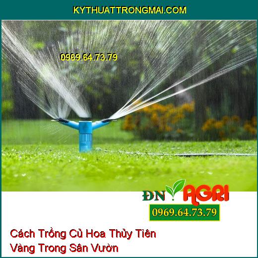 Cách Trồng Củ Hoa Thủy Tiên Vàng Trong Sân Vườn