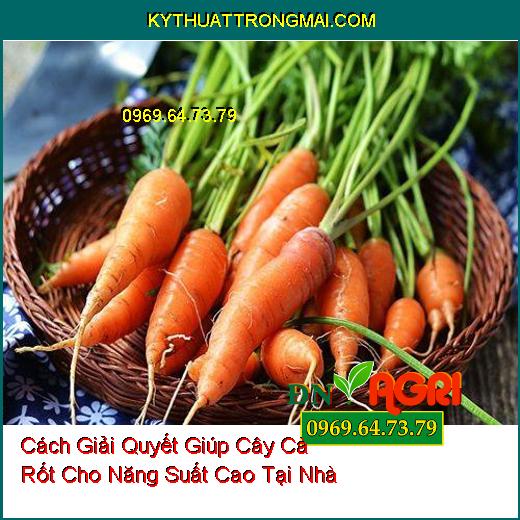 Cách Giải Quyết Giúp Cây Cà Rốt Cho Năng Suất Cao Tại Nhà