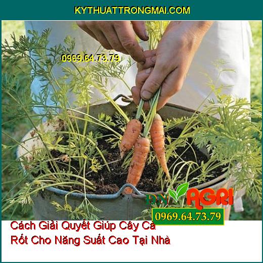 Cách Giải Quyết Giúp Cây Cà Rốt Cho Năng Suất Cao Tại Nhà