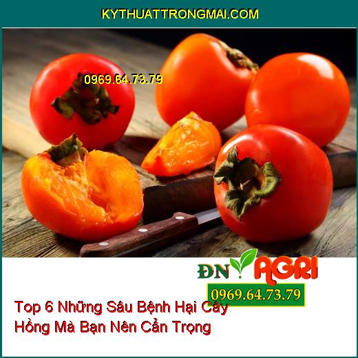 Top 6 Những Sâu Bệnh Hại Cây Hồng Mà Bạn Nên Cẩn Trọng