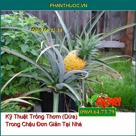 Kỹ Thuật Trồng Thơm (Dứa) Trong Chậu Đơn Giản Tại Nhà