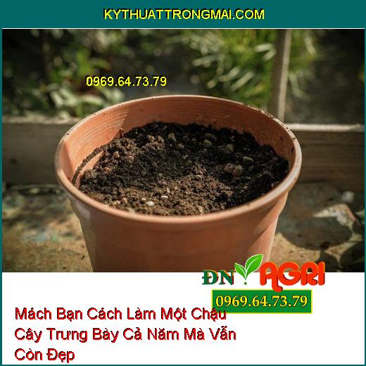 Mách Bạn Cách Làm Một Chậu Cây Trưng Bày Cả Năm Mà Vẫn Còn Đẹp