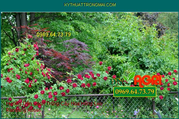 Hướng Dẫn Cách Trồng Cây Hoa Hồng Leo Rambling Roses