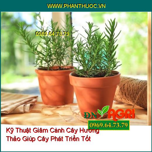 Kỹ Thuật Giâm Cành Cây Hương Thảo Giúp Cây Phát Triển Tốt