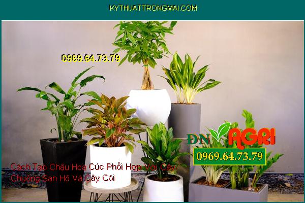 Cách Tạo Chậu Hoa Cúc Phối Hợp Với Cây Chuông San Hô Và Cây Cói