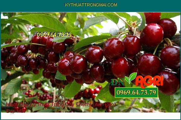 Mách Bạn Kỹ Thuật Trồng Cây Cherry (Anh Đào) Đẹp Mắt