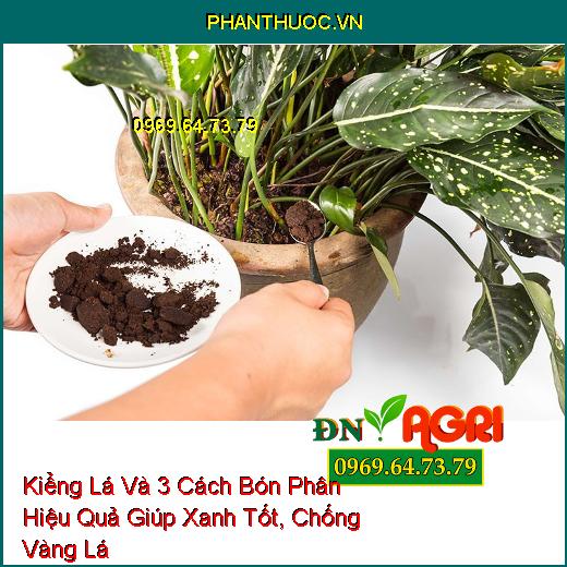 Kiểng Lá Và 3 Cách Bón Phân Hiệu Quả Giúp Xanh Tốt, Chống Vàng Lá