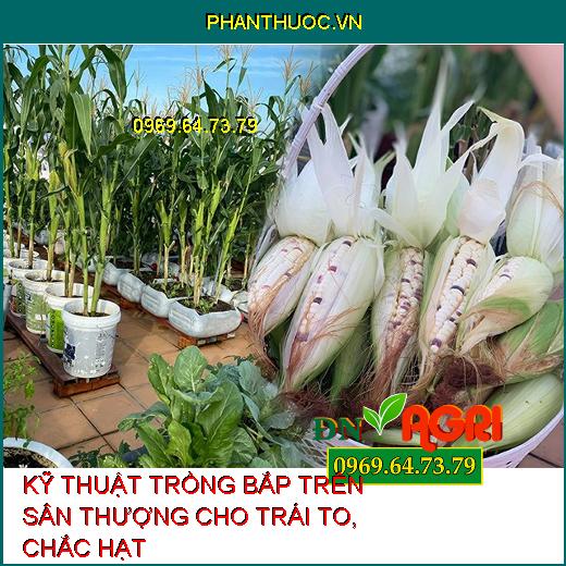 KỸ THUẬT TRỒNG BẮP TRÊN SÂN THƯỢNG CHO TRÁI TO, CHẮC HẠT 