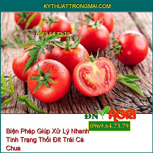 Biện Pháp Giúp Xử Lý Nhanh Tình Trạng Thối Đít Trái Cà Chua