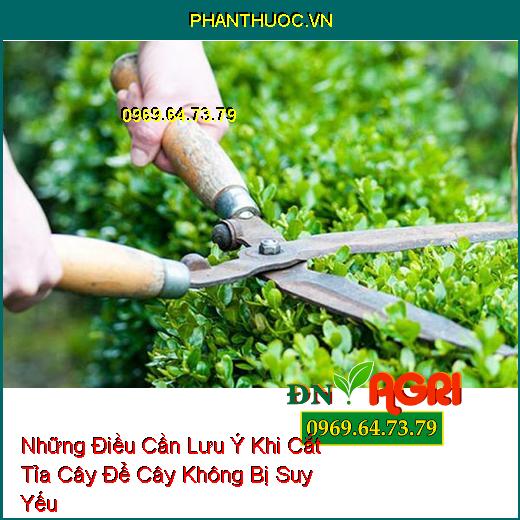 Những Điều Cần Lưu Ý Khi Cắt Tỉa Cây Để Cây Không Bị Suy Yếu