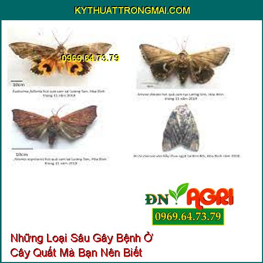 Những Loại Sâu Gây Bệnh Ở Cây Quất Mà Bạn Nên Biết