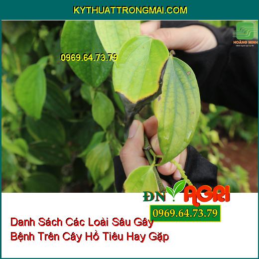 Danh Sách Các Loài Sâu Gây Bệnh Trên Cây Hồ Tiêu Hay Gặp