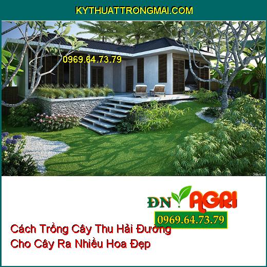 Cách Trồng Cây Thu Hải Đường Cho Cây Ra Nhiều Hoa Đẹp