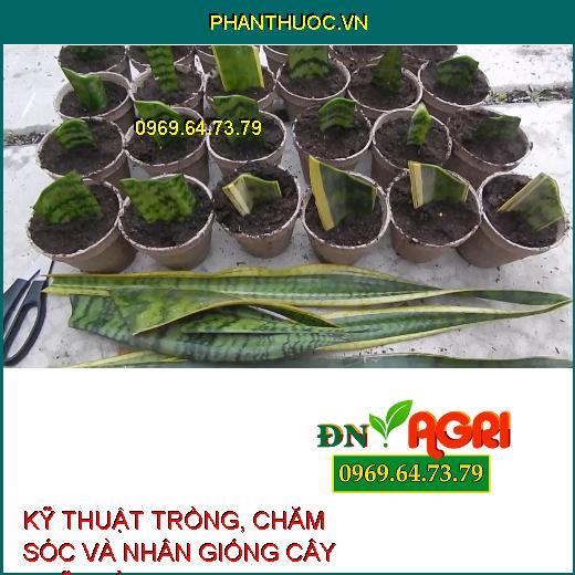 KỸ THUẬT TRỒNG, CHĂM SÓC VÀ NHÂN GIỐNG CÂY LƯỠI HỔ