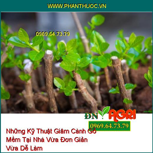 Những Kỹ Thuật Giâm Cành Gỗ Mềm Tại Nhà Vừa Đơn Giản Vừa Dễ Làm