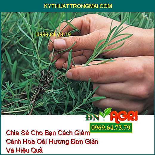 Chia Sẻ Cho Bạn Cách Giâm Cành Hoa Oải Hương Đơn Giản Và Hiệu Quả