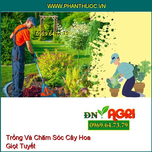 Trồng Và Chăm Sóc Cây Hoa Giọt Tuyết