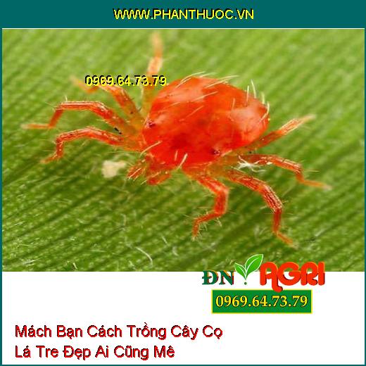 Mách Bạn Cách Trồng Cây Cọ Lá Tre Đẹp Ai Cũng Mê