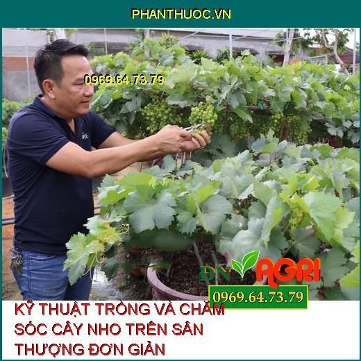 KỸ THUẬT TRỒNG VÀ CHĂM SÓC CÂY NHO TRÊN SÂN THƯỢNG ĐƠN GIẢN