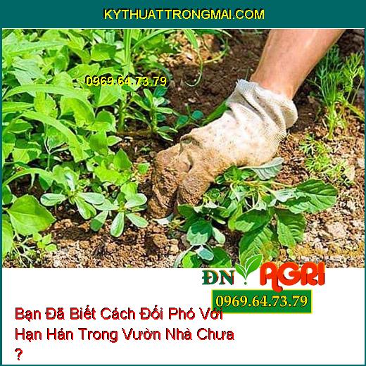 Bạn Đã Biết Cách Đối Phó Với Hạn Hán Trong Vườn Nhà Chưa ?