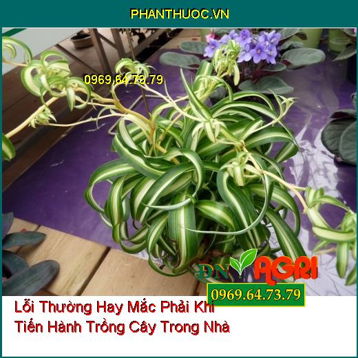 4 Lỗi Mà Mọi Người Thường Hay Mắc Phải Khi Tiến Hành Trồng Cây Trong Nhà