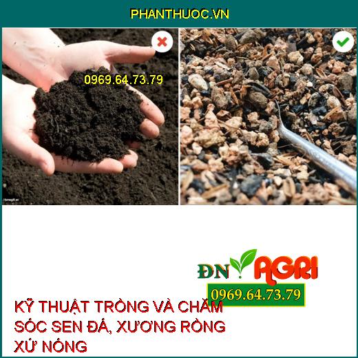 KỸ THUẬT TRỒNG VÀ CHĂM SÓC SEN ĐÁ, XƯƠNG RỒNG XỨ NÓNG