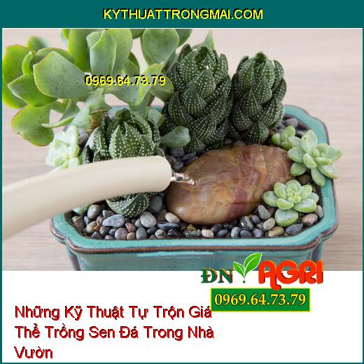 Những Kỹ Thuật Tự Trộn Giá Thể Trồng Sen Đá Trong Nhà Vườn