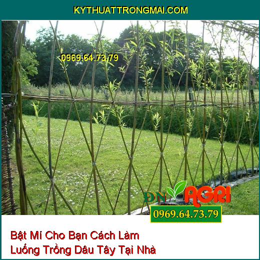 Bật Mí Cho Bạn Cách Làm Luống Trồng Dâu Tây Tại Nhà Mà Ai Cũng Phải Biết