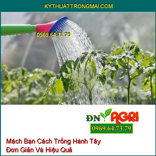 Mách Bạn Cách Trồng Hành Tây Đơn Giản Và Hiệu Quả