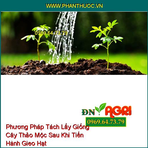 Phương Pháp Tách Lấy Giống Cây Thảo Mộc Sau Khi Tiến Hành Gieo Hạt